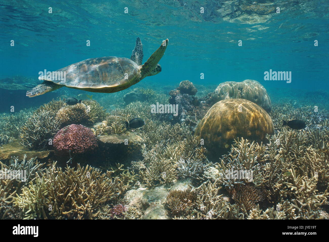 Schönen Korallenriff mit grünen Meeresschildkröte Unterwasser, South Pacific Ocean, Neukaledonien Stockfoto