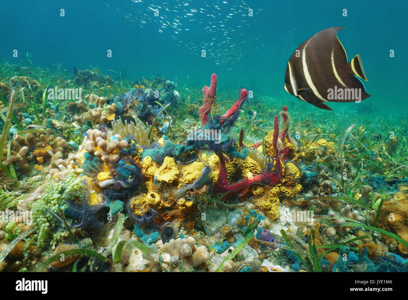 Bunte Unterwasserwelt auf dem Meeresboden im Karibischen Meer aus Korallen, Schwämmen, Schlangensterne, Anemonen mit einem ANGELFISH Stockfoto