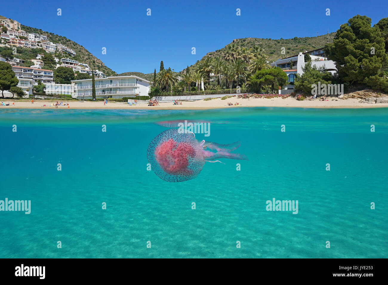 Über und unter der Meeresoberfläche in der Nähe von einem Strand am Mittelmeer mit einer Qualle Unterwasser, Spanien, Costa Brava, Playa Almadrava, Roses, Girona, Katalonien Stockfoto