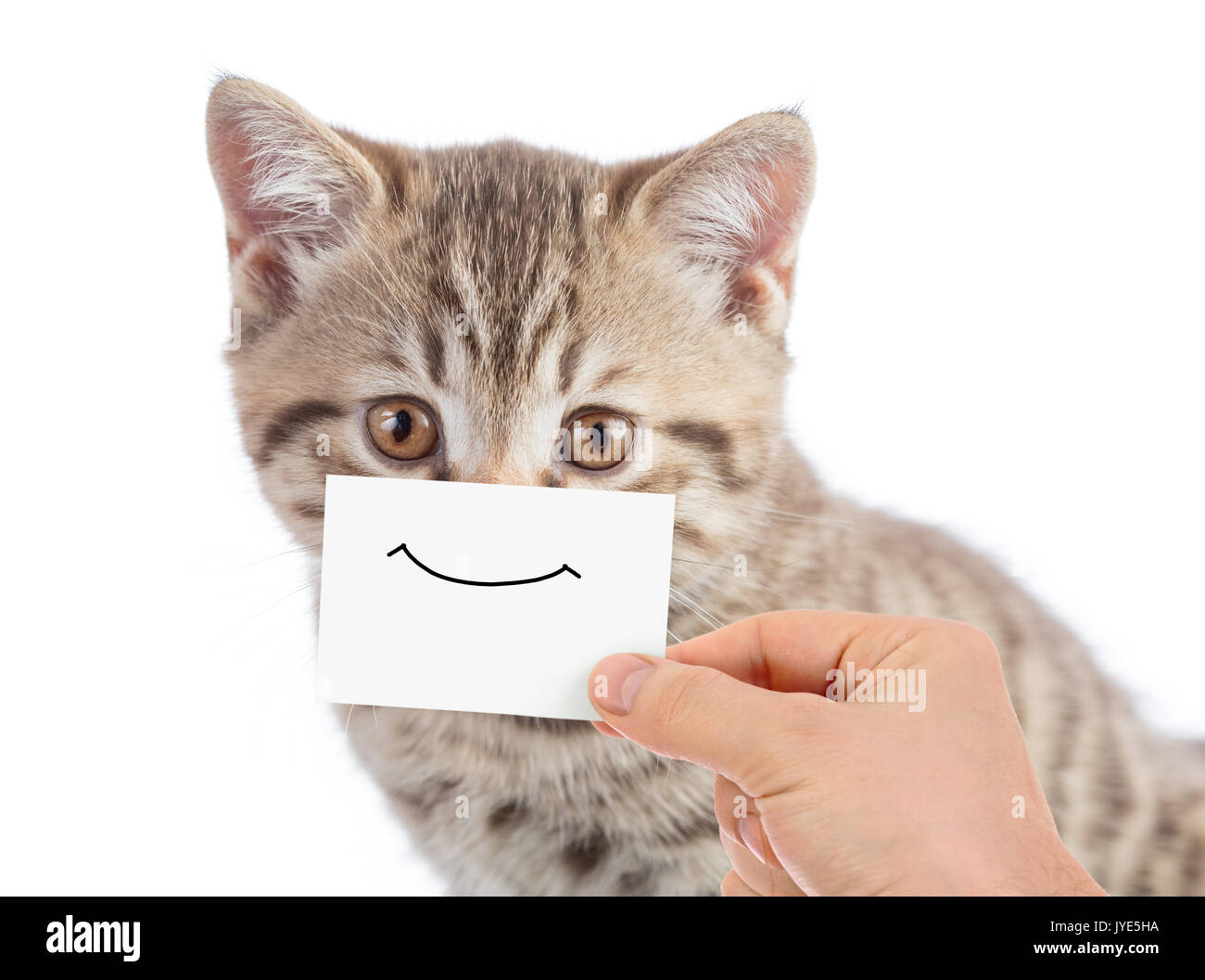 Lustige Katze Portrait mit lächelnden Gesicht Stockfoto