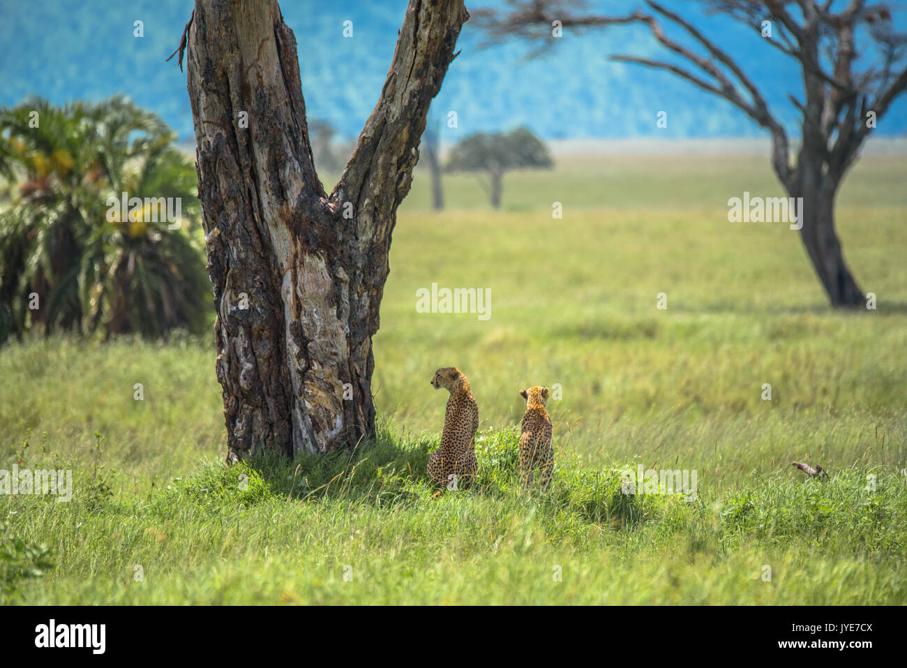 Geparden in der Serengeti Stockfoto