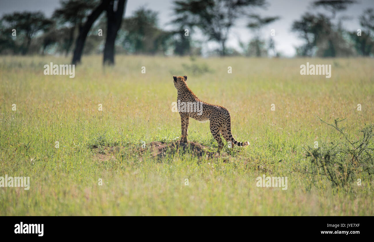 Geparden in der Serengeti Stockfoto