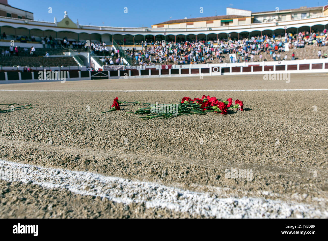 Angebot in der Stierkampfarena von Linares während der Jahrestag des Todes des mythischen Torero Manolete, Linares, Andalusien, Spanien Stockfoto