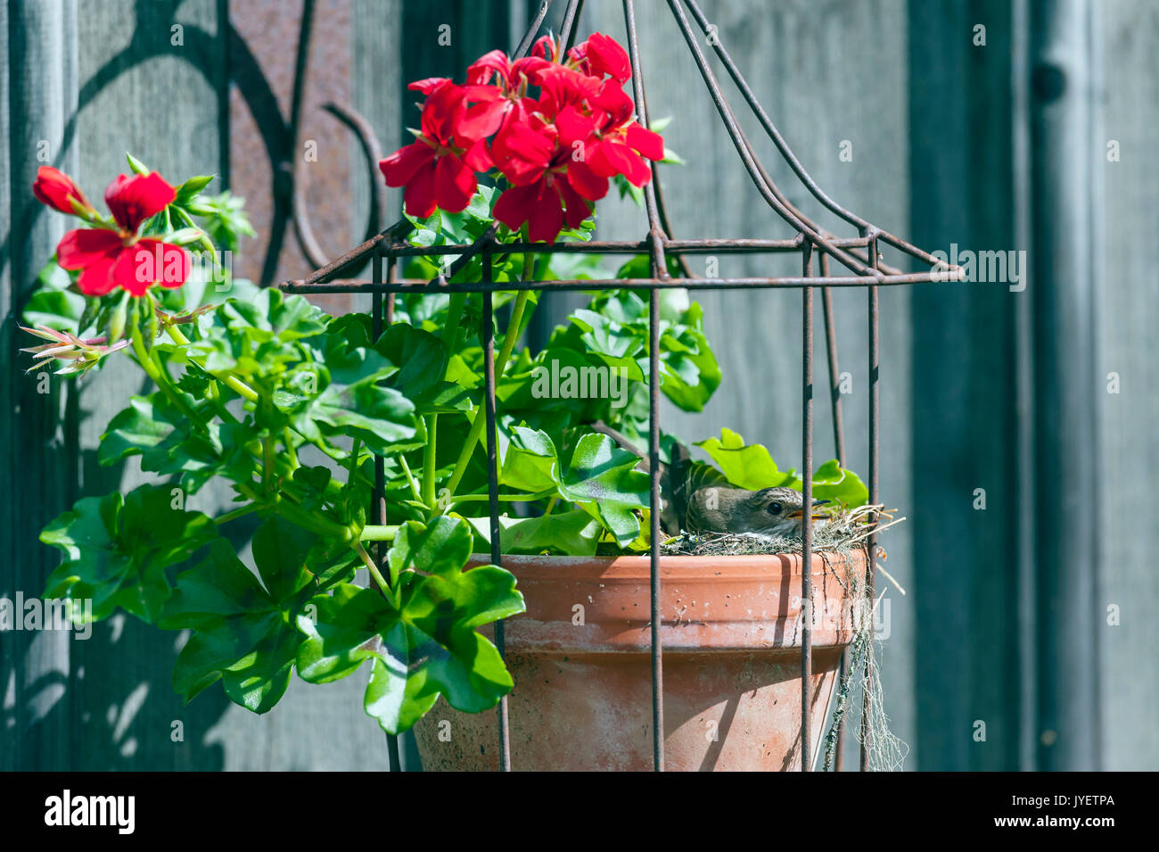 Gefleckte schopftyrann (Muscicapa Striata) schlüpfen in Flower Pot. Stockfoto
