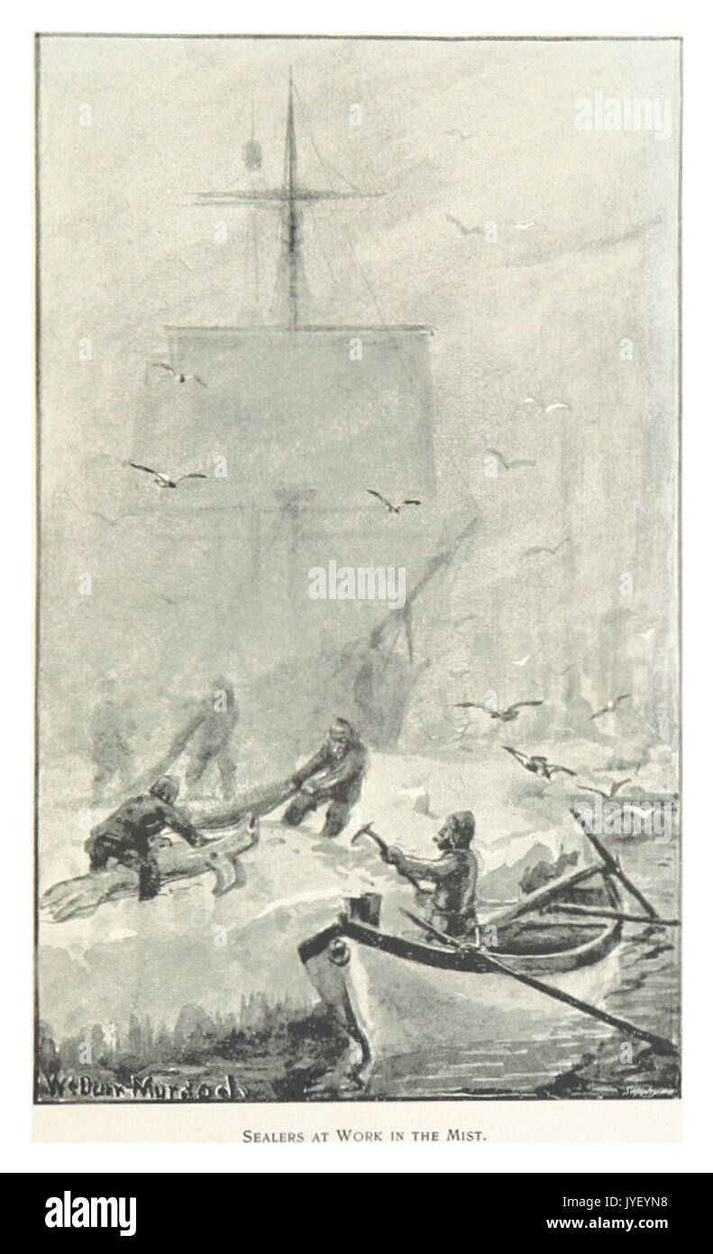 Bull(1896) p195 VERSIEGELUNGEN an Arbeit IN Nebel Stockfoto