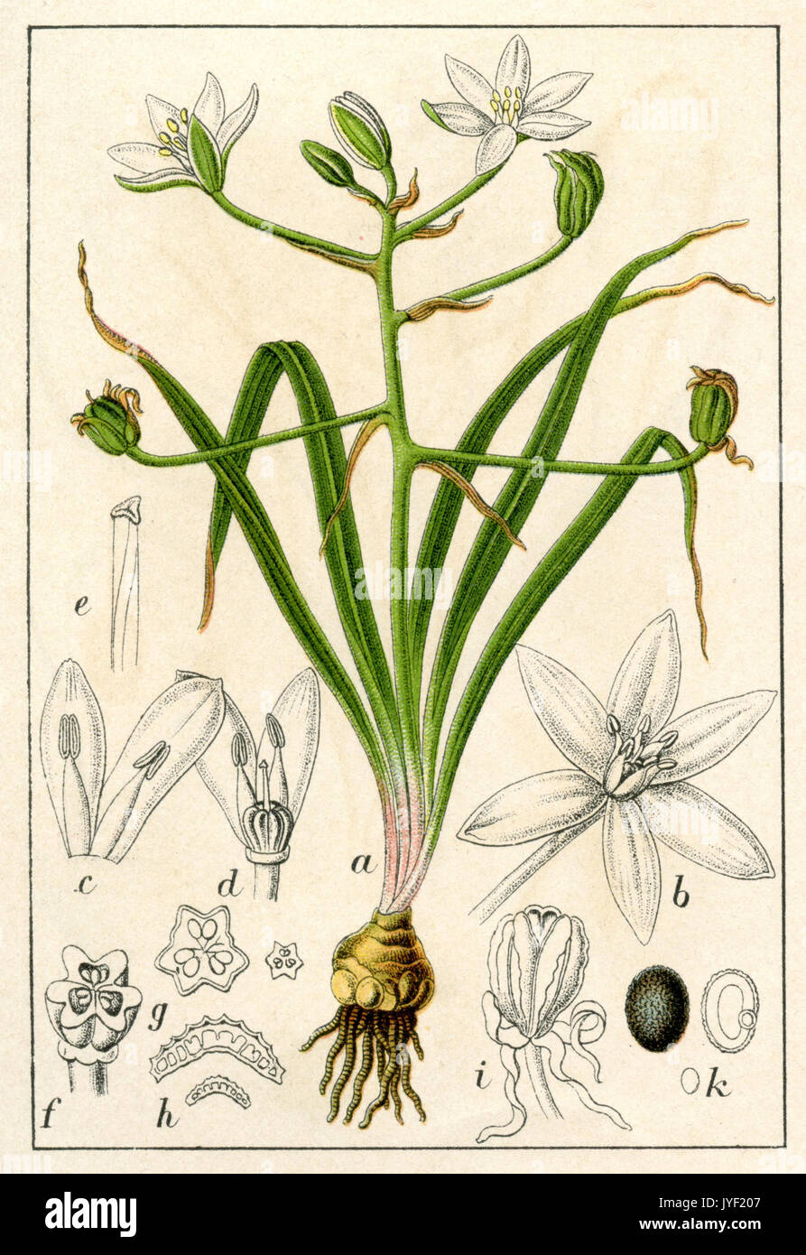 Garten stern-von-Bethlehem, Gras, Lily, NAP-at-Mittag, oder 11-Uhr-Position Dame Stockfoto