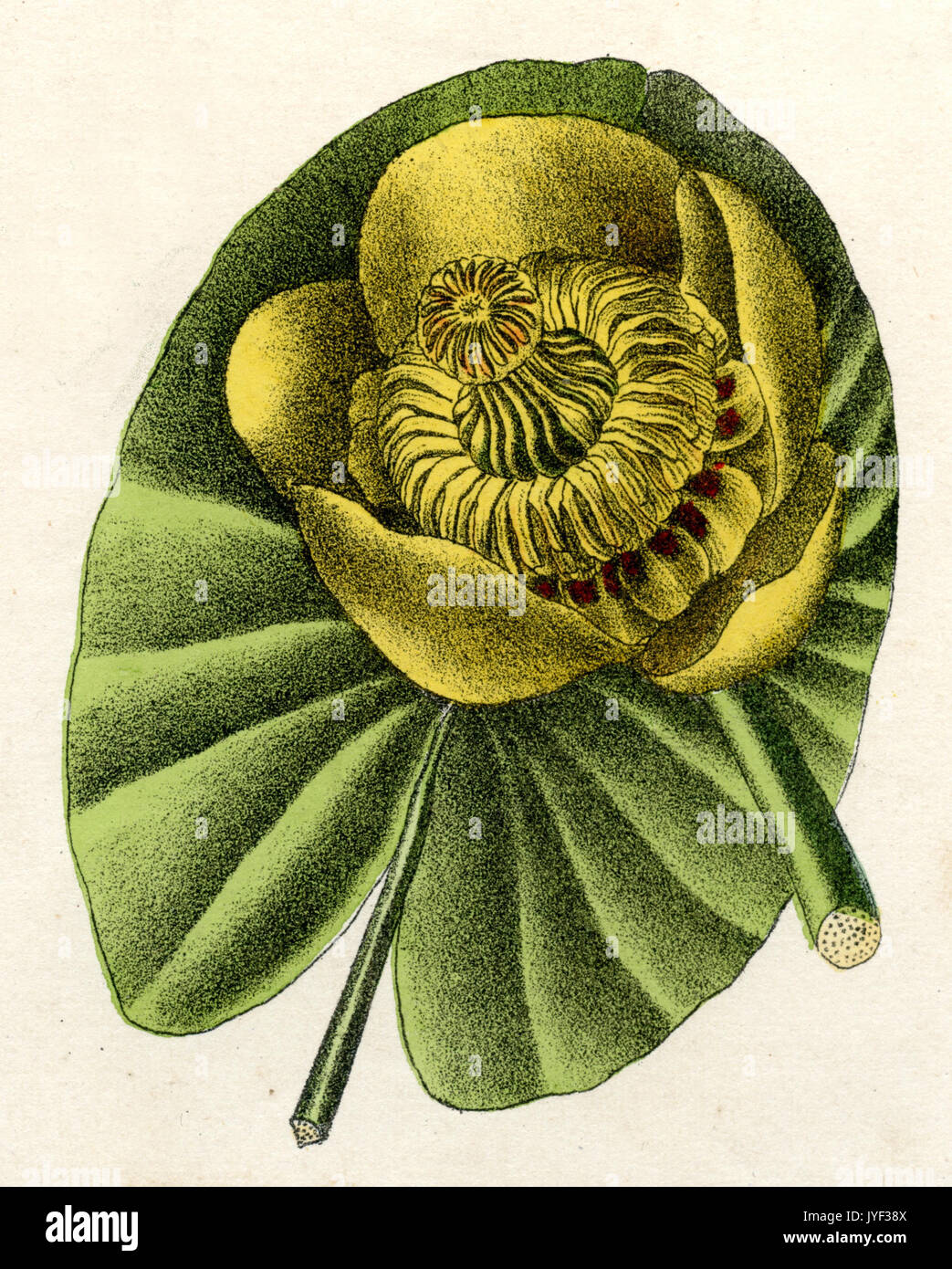 Brandy bottle lily Fotos und Bildmaterial in hoher Auflösung Alamy