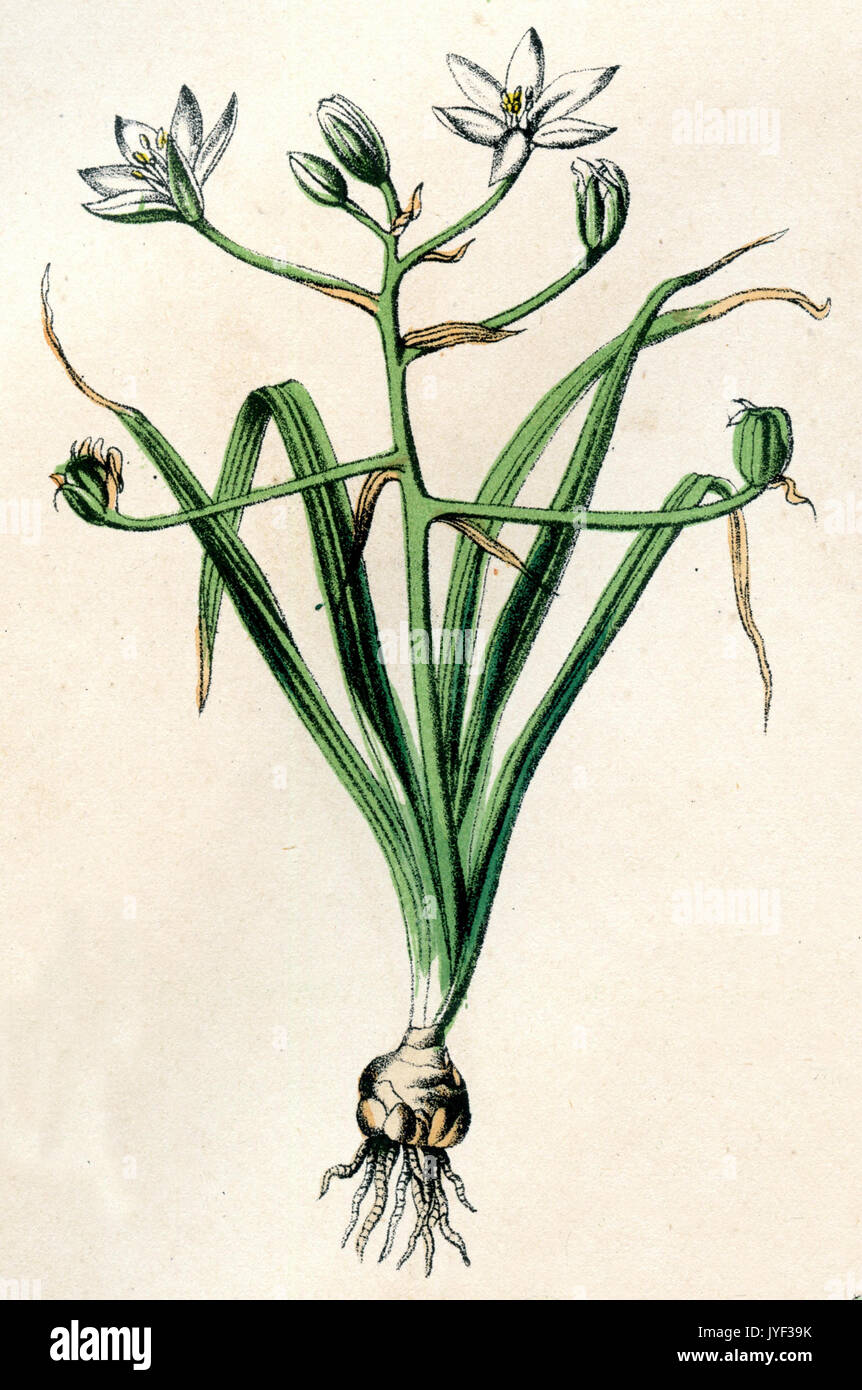 Garten stern-von-Bethlehem, Gras, Lily, NAP-at-Mittag, oder 11-Uhr-Position Dame Stockfoto