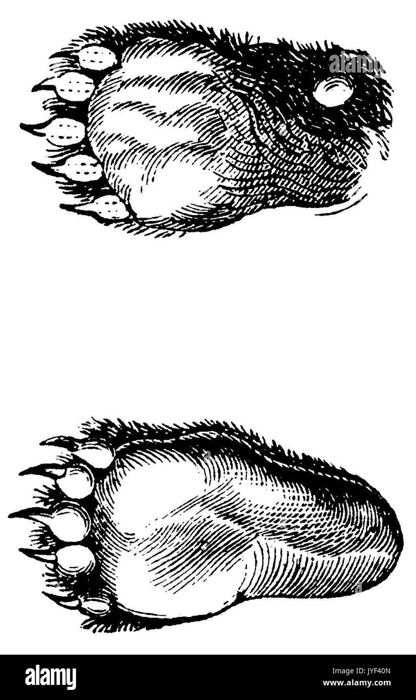 Tragen: vorderfuß (oben) und hinteren Fuß (unten) Stockfoto