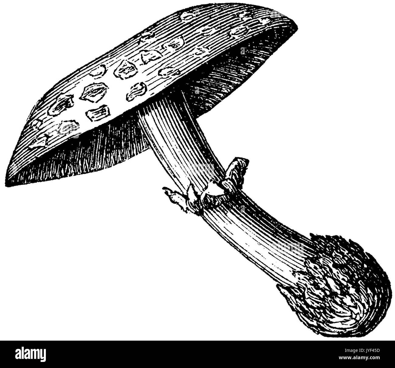 Fly Agaric oder amanita Fliegen Stockfoto