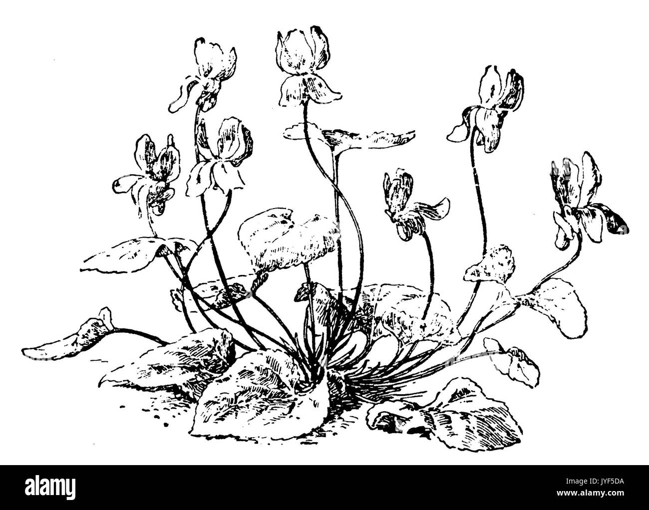 Violett Violett; Holz; sweet Violet, Englisch violett, Violett Stockfoto