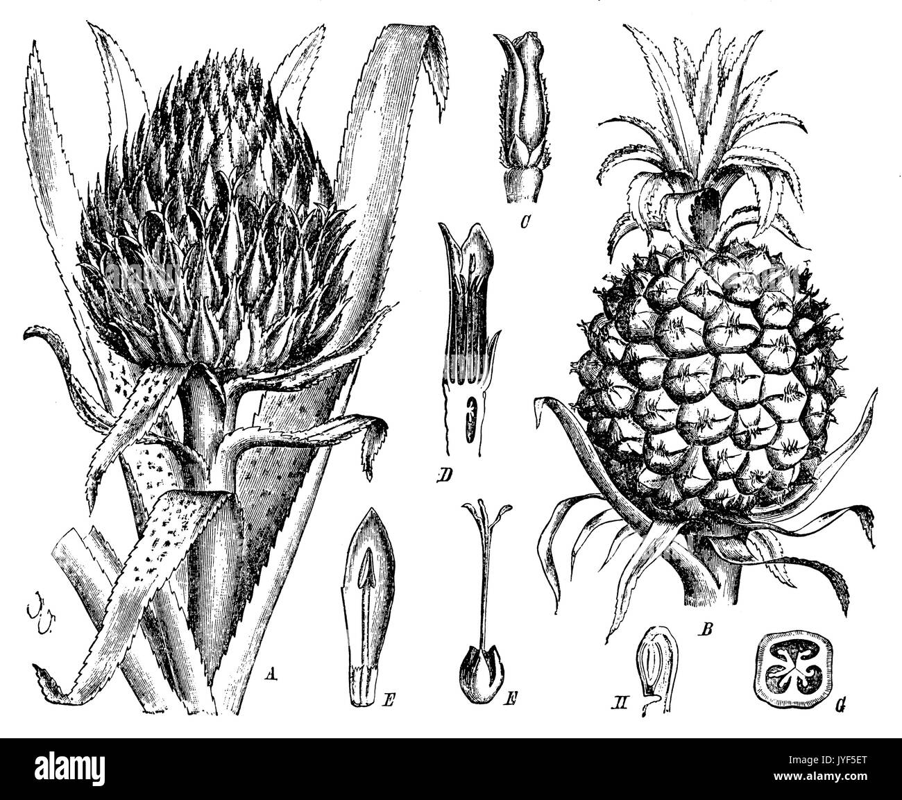 Ananas ein Blütenstand, B, C, D-Blume Blume im Längsschnitt, E Blütenblatt mit staubgefäßen, F Stempel, G Obst Knoten im Querschnitt, H Sämling Stockfoto