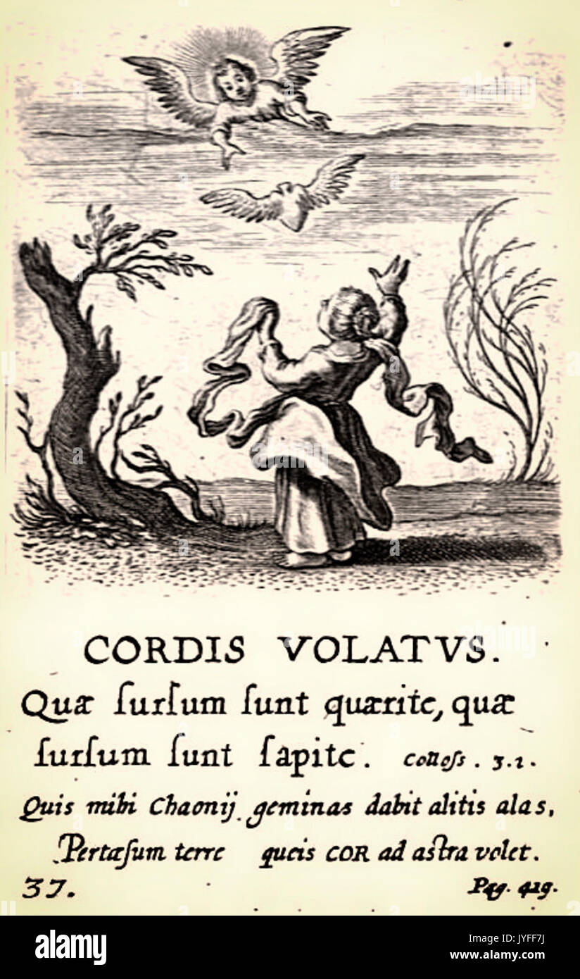37. Cordis Volatus Stockfoto