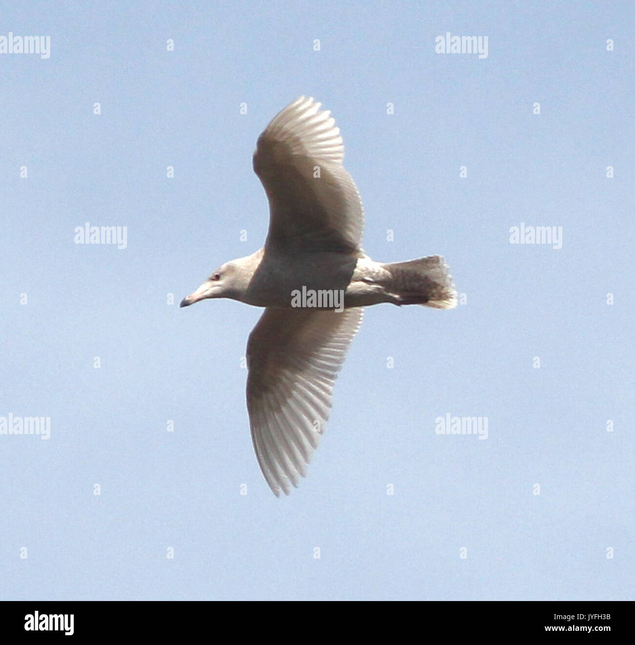 371 GLAUCOUS MÖWE (11 17 2014) Hy, Patagonia Lake, Santa Cruz Co, Az 01 (15629182448) Stockfoto