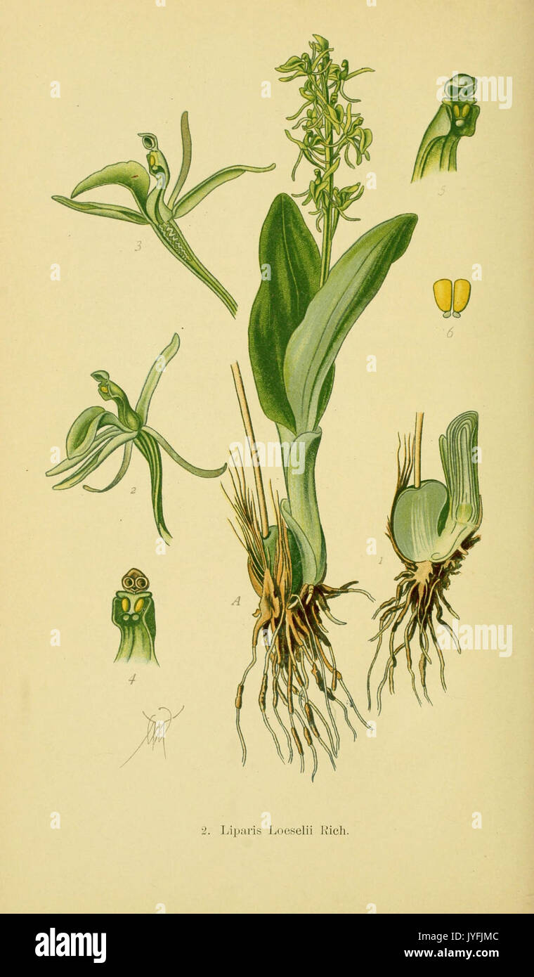Abbildungen der in Deutschland und den angrenzenden Gebieten vorkommenden Grundformen der orchideenarten (PL 02 Liparis loeseli) (6021556205) Stockfoto