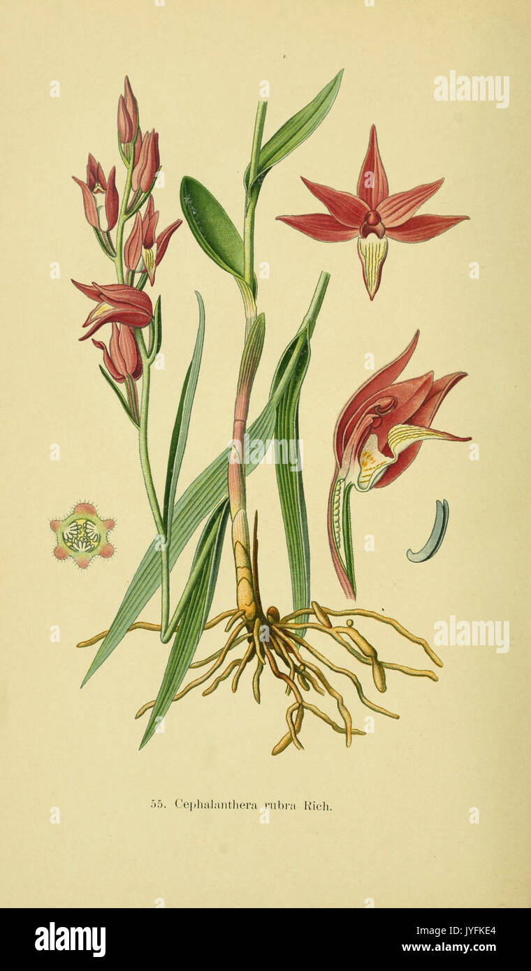 Abbildungen der in Deutschland und den angrenzenden Gebieten vorkommenden Grundformen der orchideenarten (PL 55 Cephalanthera) (6022130488) Stockfoto