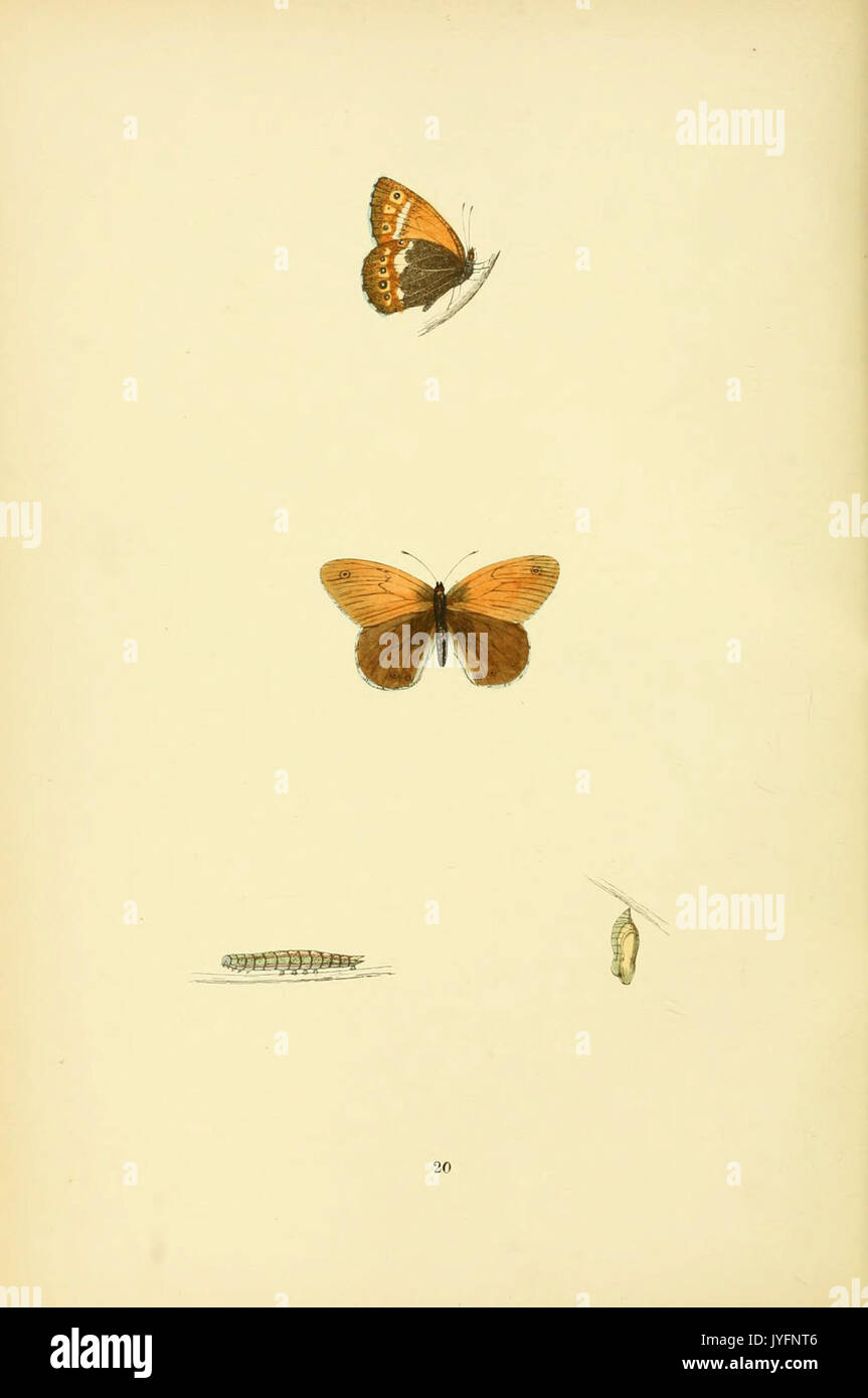 Eine Geschichte der britischen Schmetterlinge (6073065239) Stockfoto
