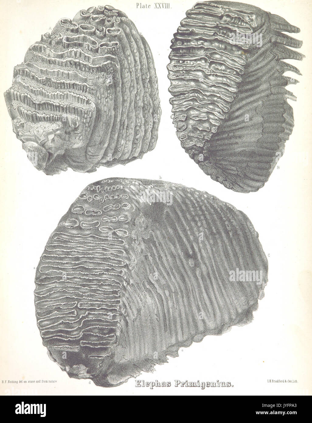 WARREN (1855) Mastodon Giganteus, Platte 28 p331 Stockfoto