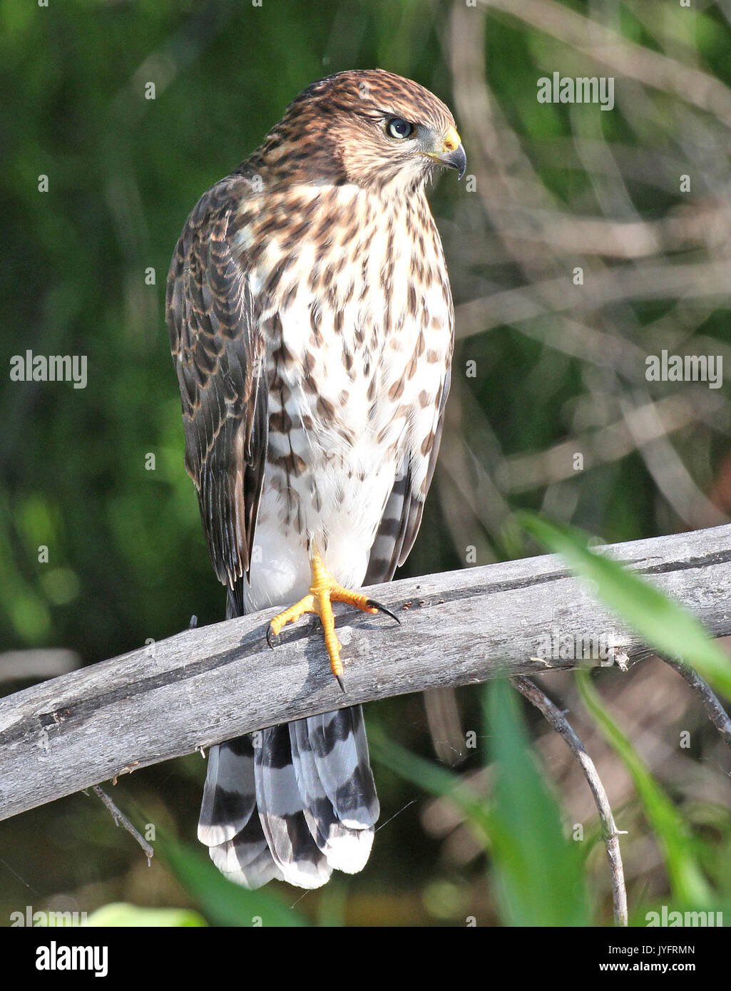 Die 217 COOPER HAWK (7 6 2015) Pena blanca See, Santa Cruz Co, Az 02 (19481253631) Stockfoto