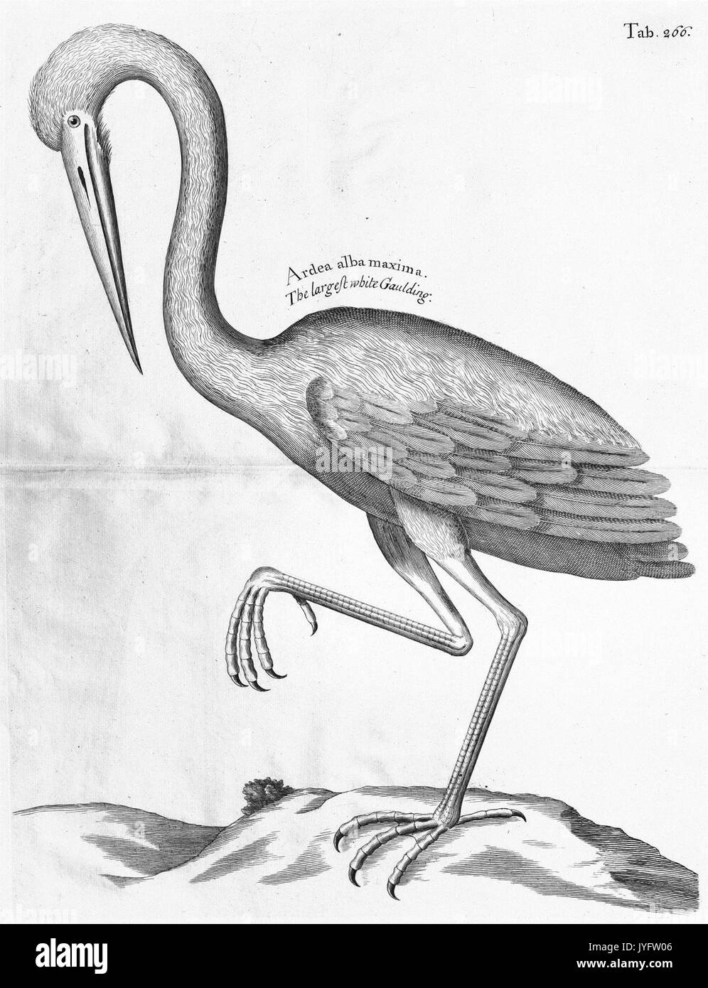 Eine Reise zu den Inseln Madera, Barbados, Nieves, S. Christophers und Jamaika (8358242996) Stockfoto