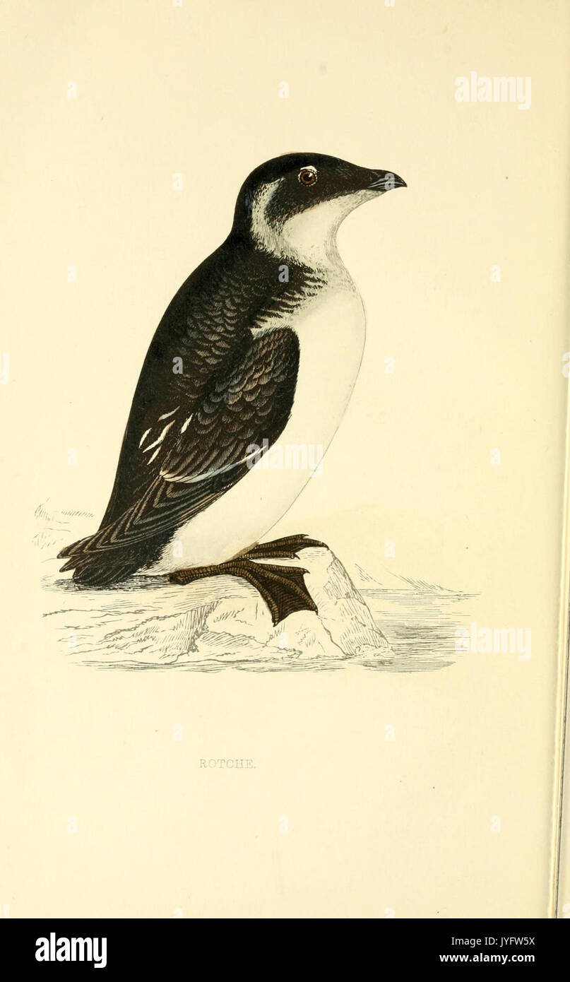 Eine Geschichte der britischen Vögel (10422140086) Stockfoto