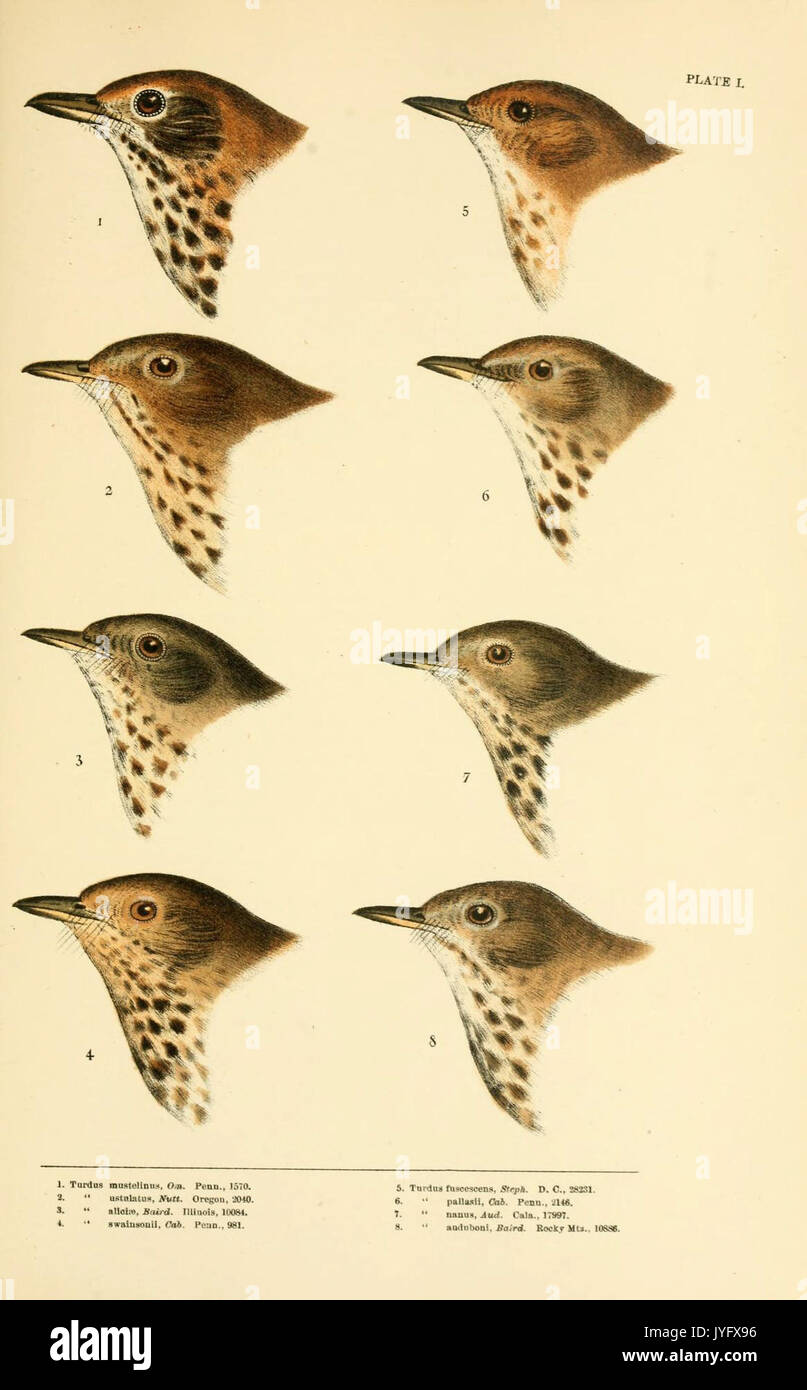 Eine Geschichte der nordamerikanische Vögel (6286758750) Stockfoto