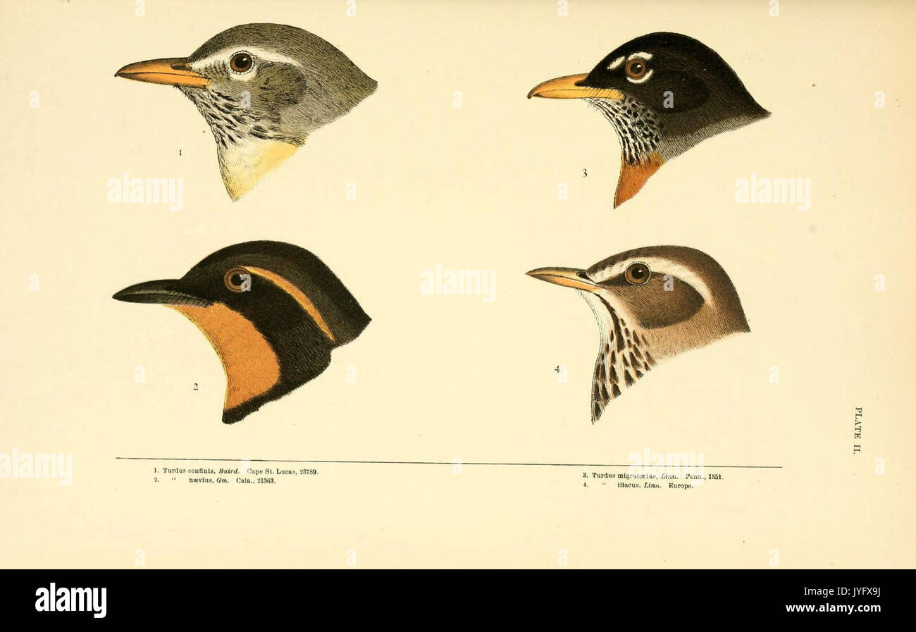 Eine Geschichte der nordamerikanische Vögel (6286758942) Stockfoto