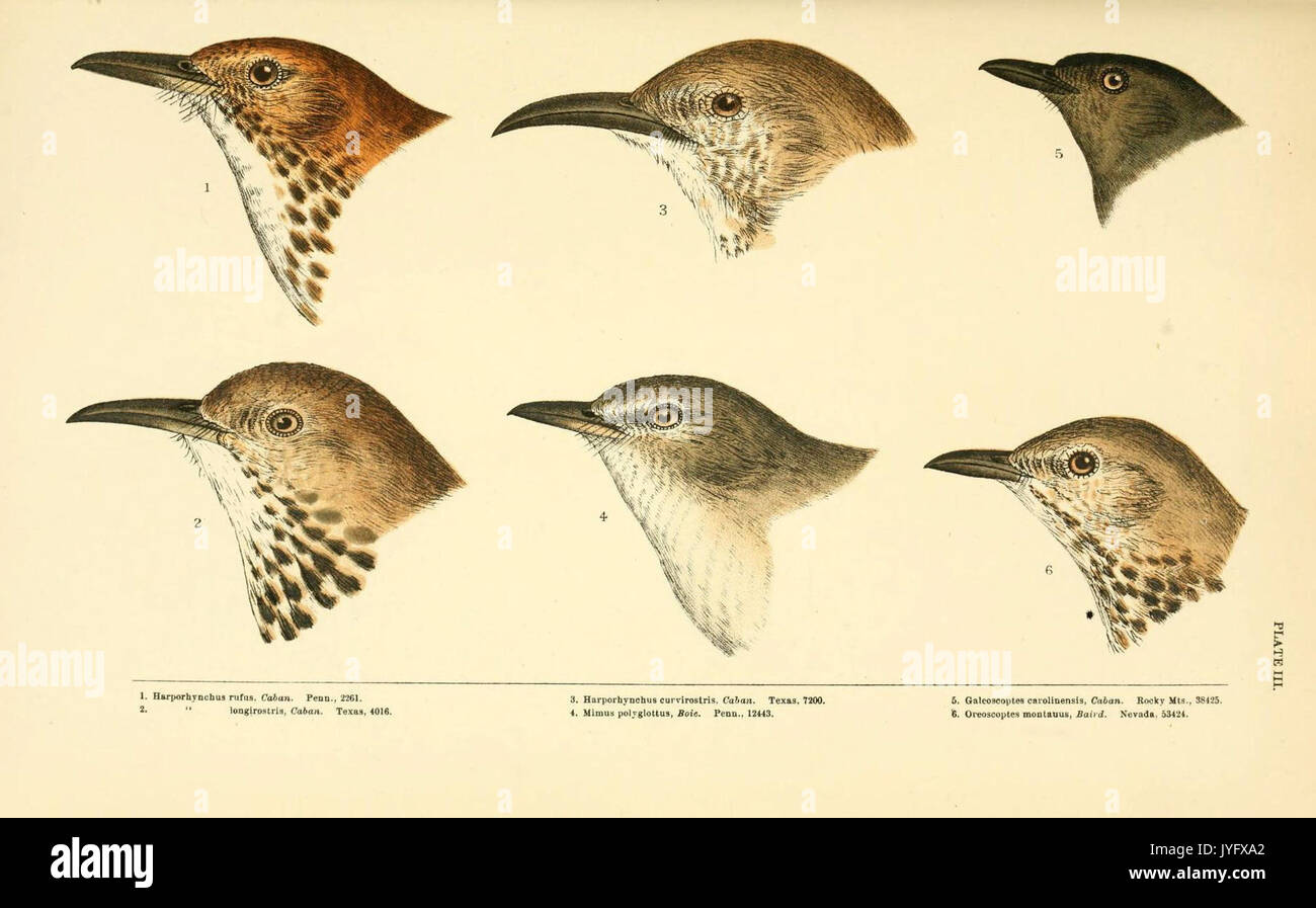 Eine Geschichte der nordamerikanische Vögel (6286239853) Stockfoto
