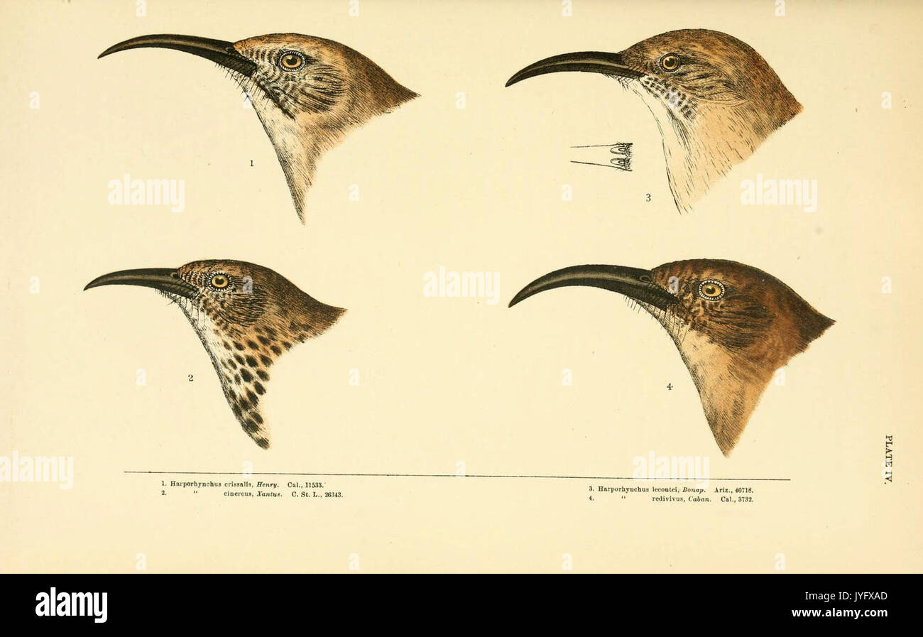 Eine Geschichte der nordamerikanische Vögel (6286759652) Stockfoto