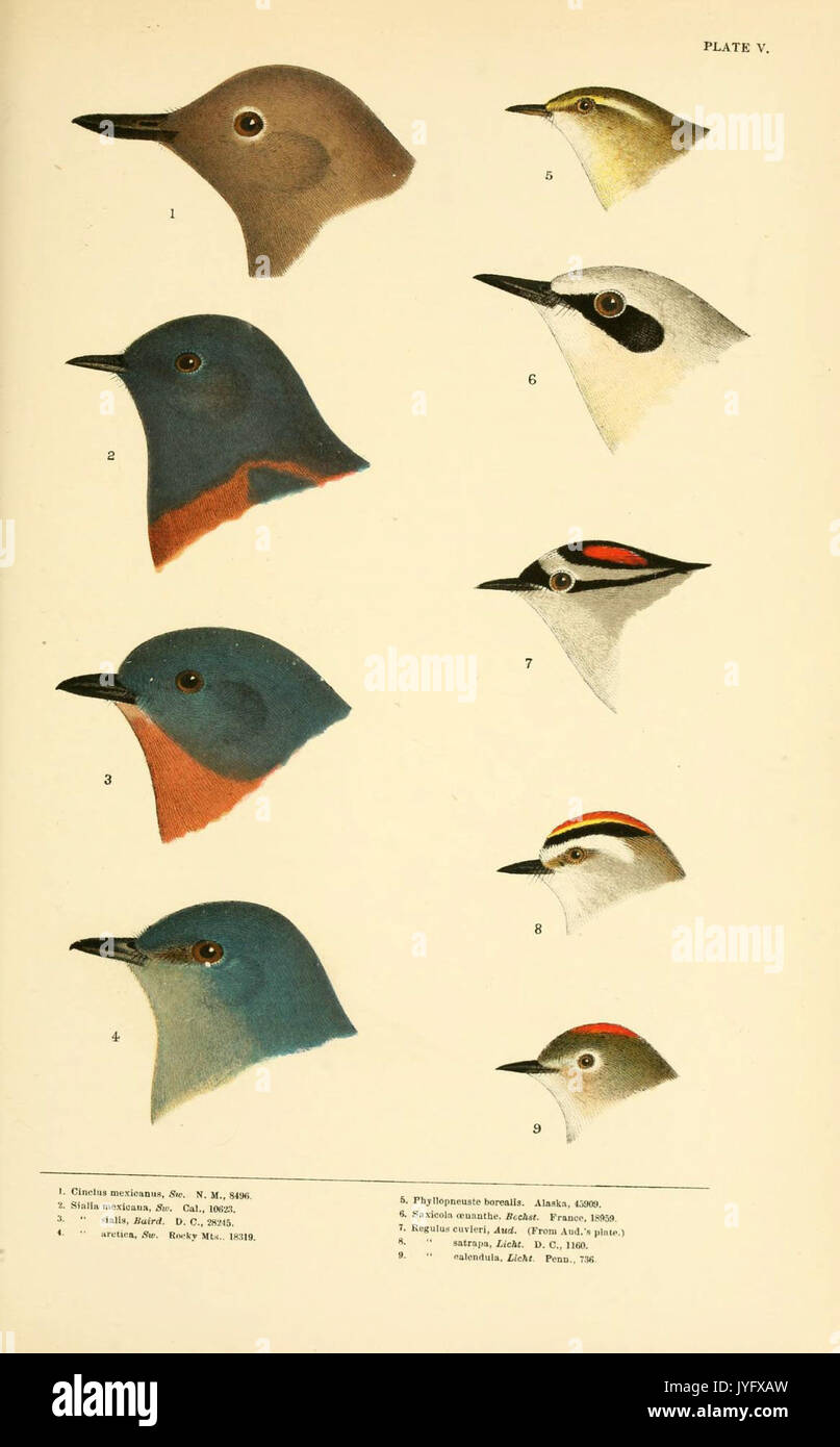 Eine Geschichte der nordamerikanische Vögel (6286240485) Stockfoto