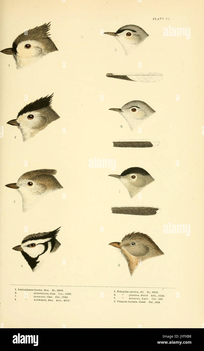 Eine Geschichte der nordamerikanische Vögel (6286240651) Stockfoto