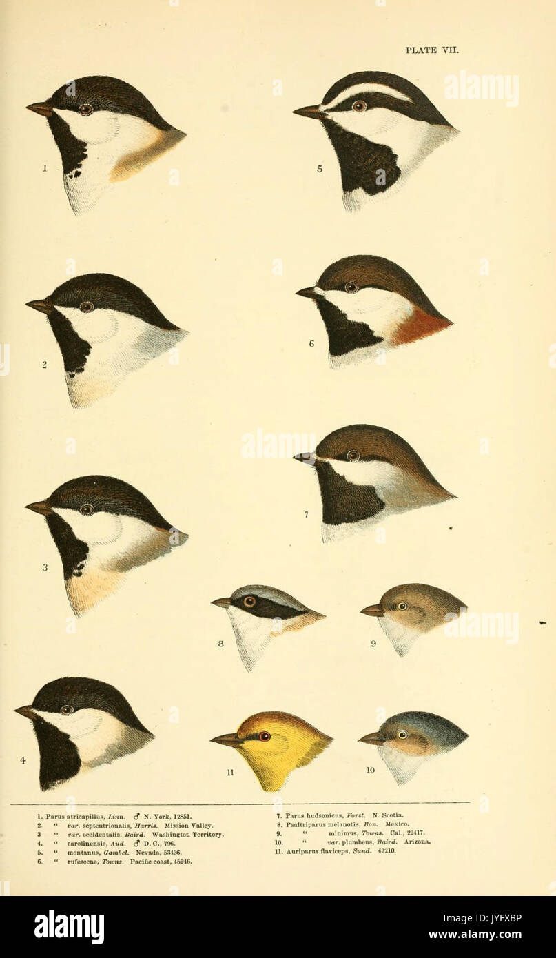 Eine Geschichte der nordamerikanische Vögel (6286241213) Stockfoto