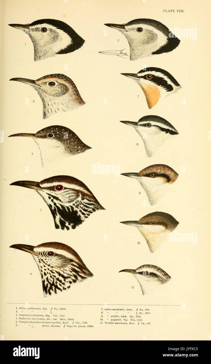 Eine Geschichte der nordamerikanische Vögel (6286241411) Stockfoto