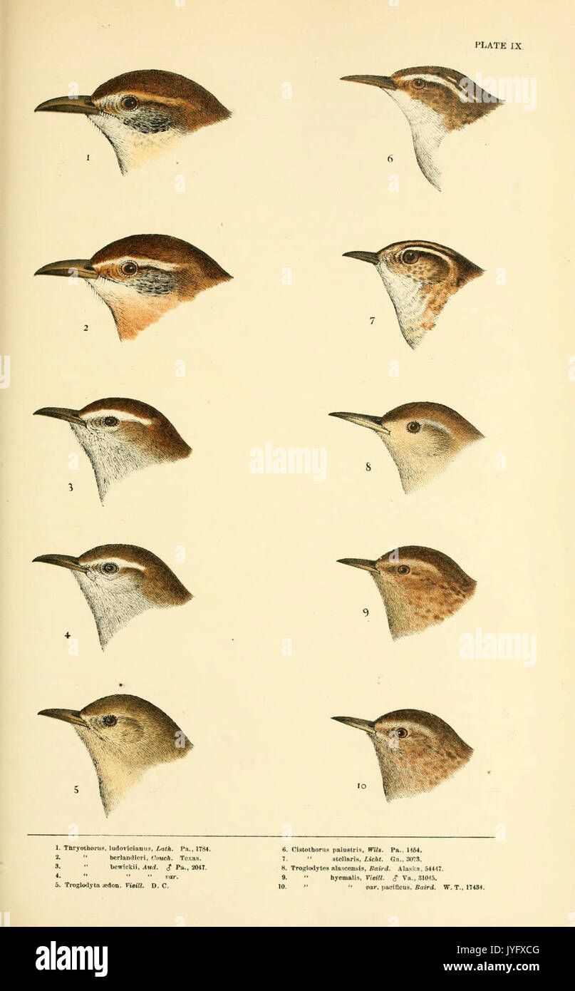 Eine Geschichte der nordamerikanische Vögel (6286760840) Stockfoto