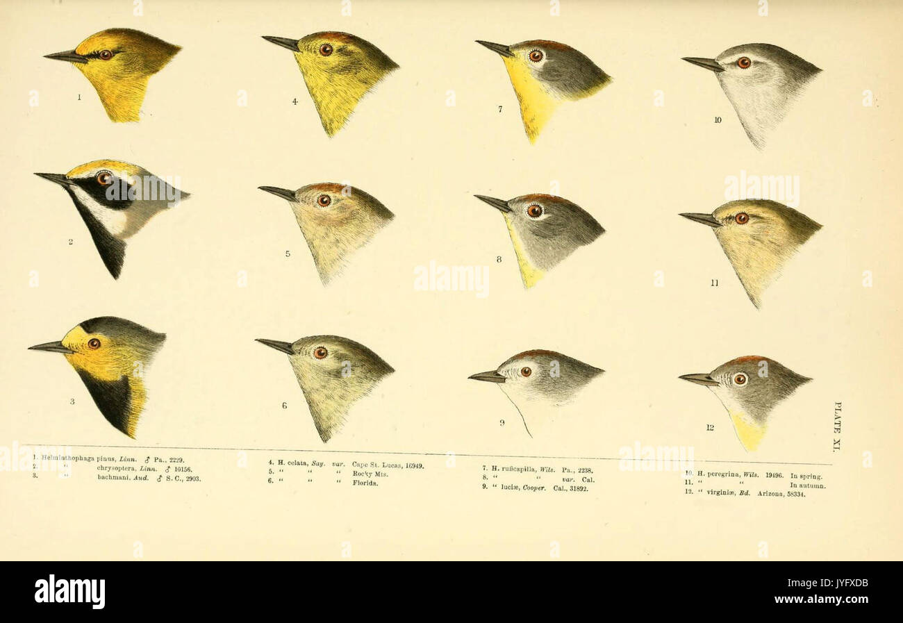 Eine Geschichte der nordamerikanische Vögel (6286761232) Stockfoto