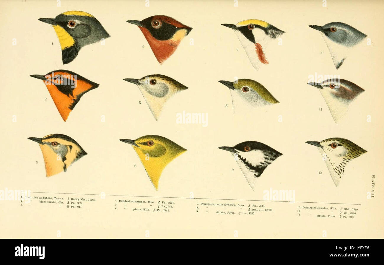 Eine Geschichte der nordamerikanische Vögel (6286242533) Stockfoto