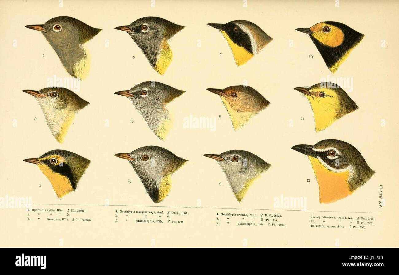 Eine Geschichte der nordamerikanische Vögel (6286762172) Stockfoto