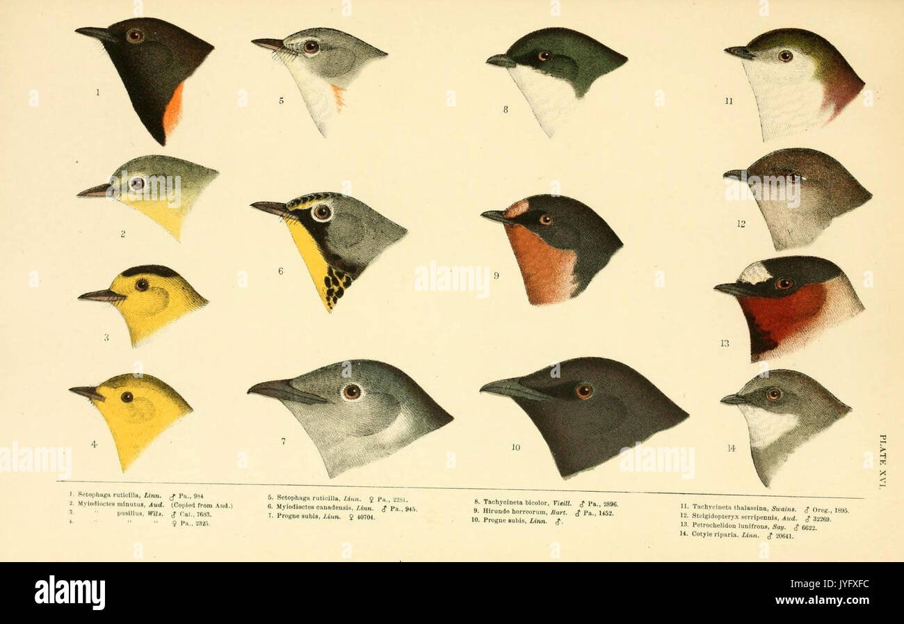 Eine Geschichte der nordamerikanische Vögel (6286762404) Stockfoto