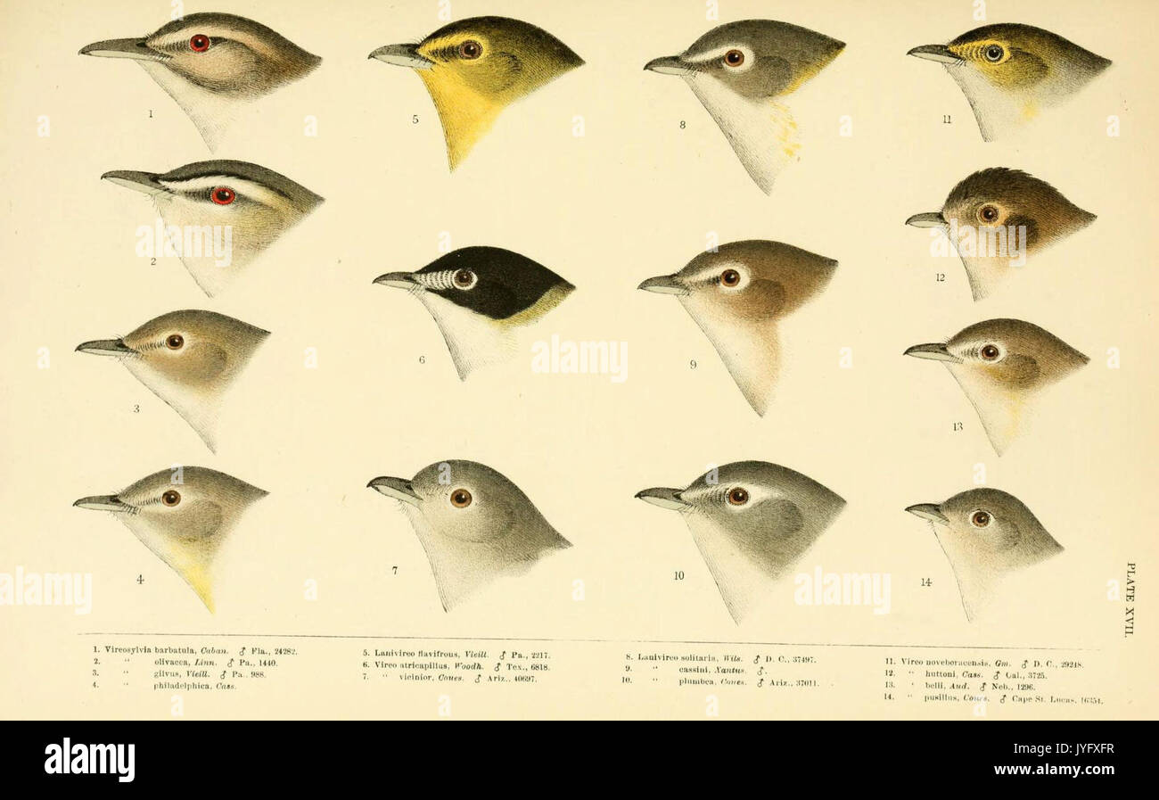 Eine Geschichte der nordamerikanische Vögel (6286762582) Stockfoto