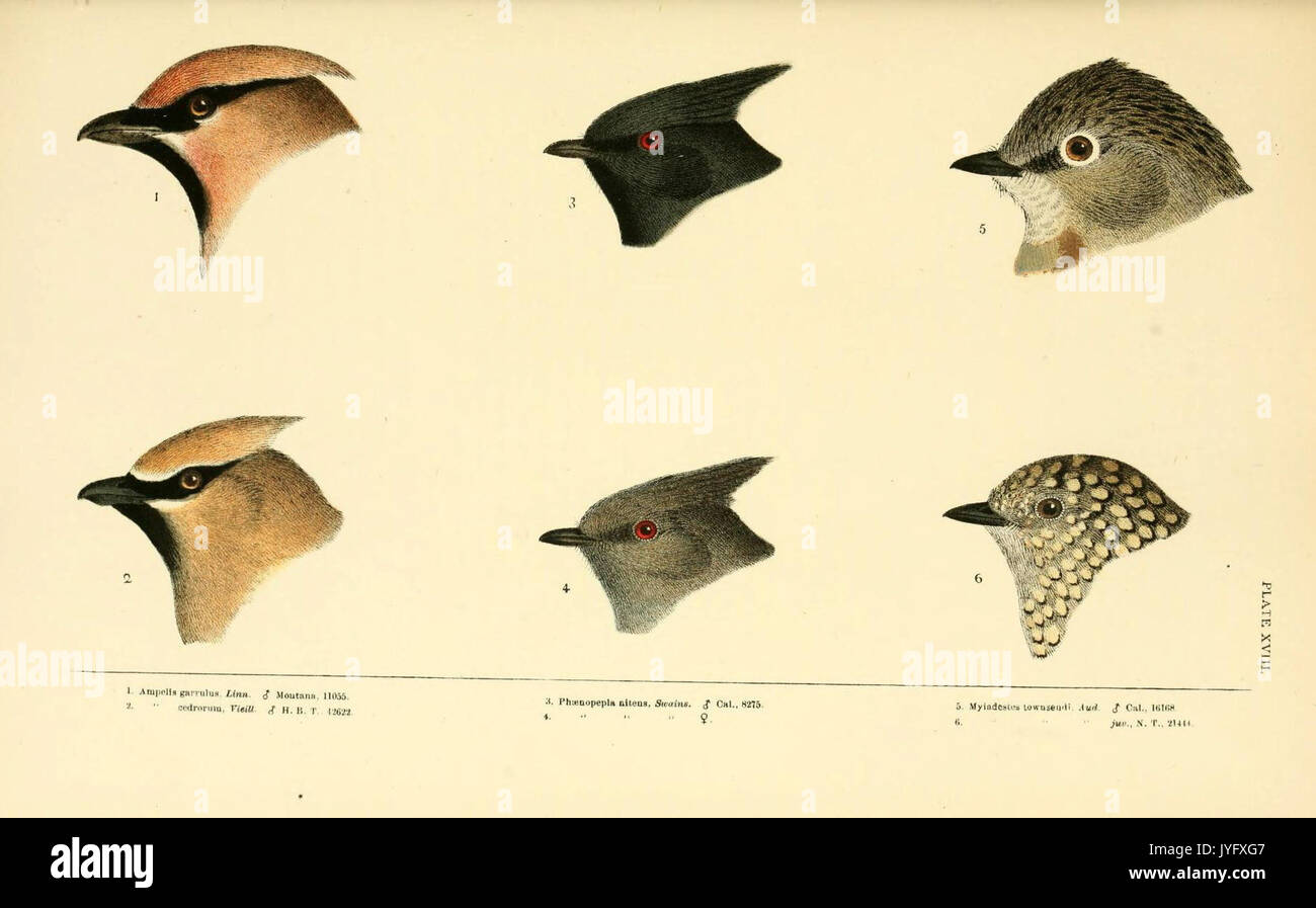Eine Geschichte der nordamerikanische Vögel (6286762838) Stockfoto