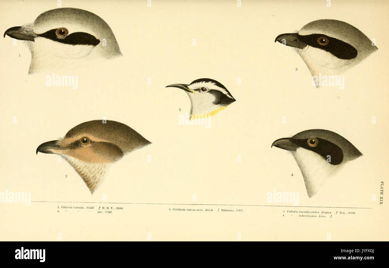 Eine Geschichte der nordamerikanische Vögel (6286763014) Stockfoto