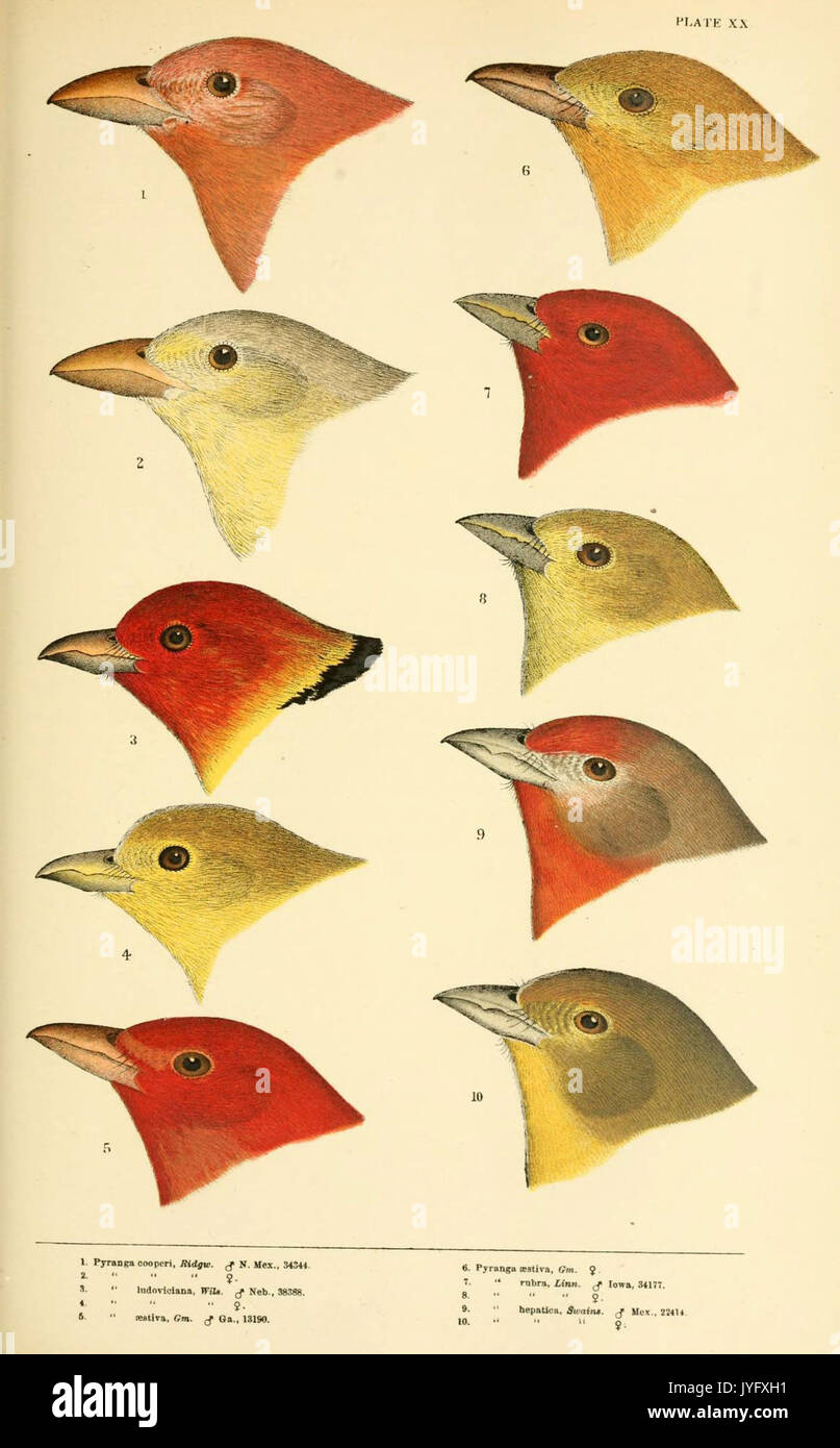 Eine Geschichte der nordamerikanische Vögel (6286763196) Stockfoto