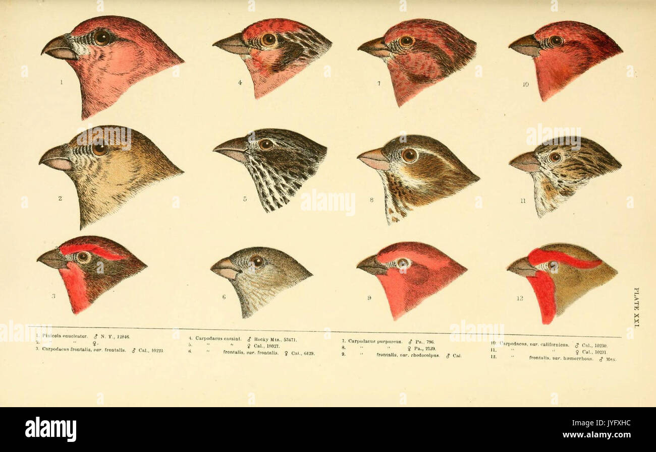 Eine Geschichte der nordamerikanische Vögel (6286244153) Stockfoto