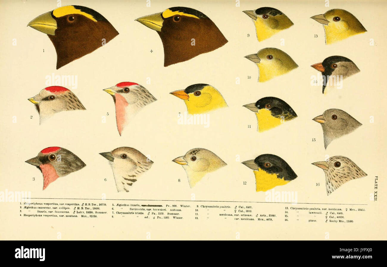 Eine Geschichte der nordamerikanische Vögel (6286244371) Stockfoto