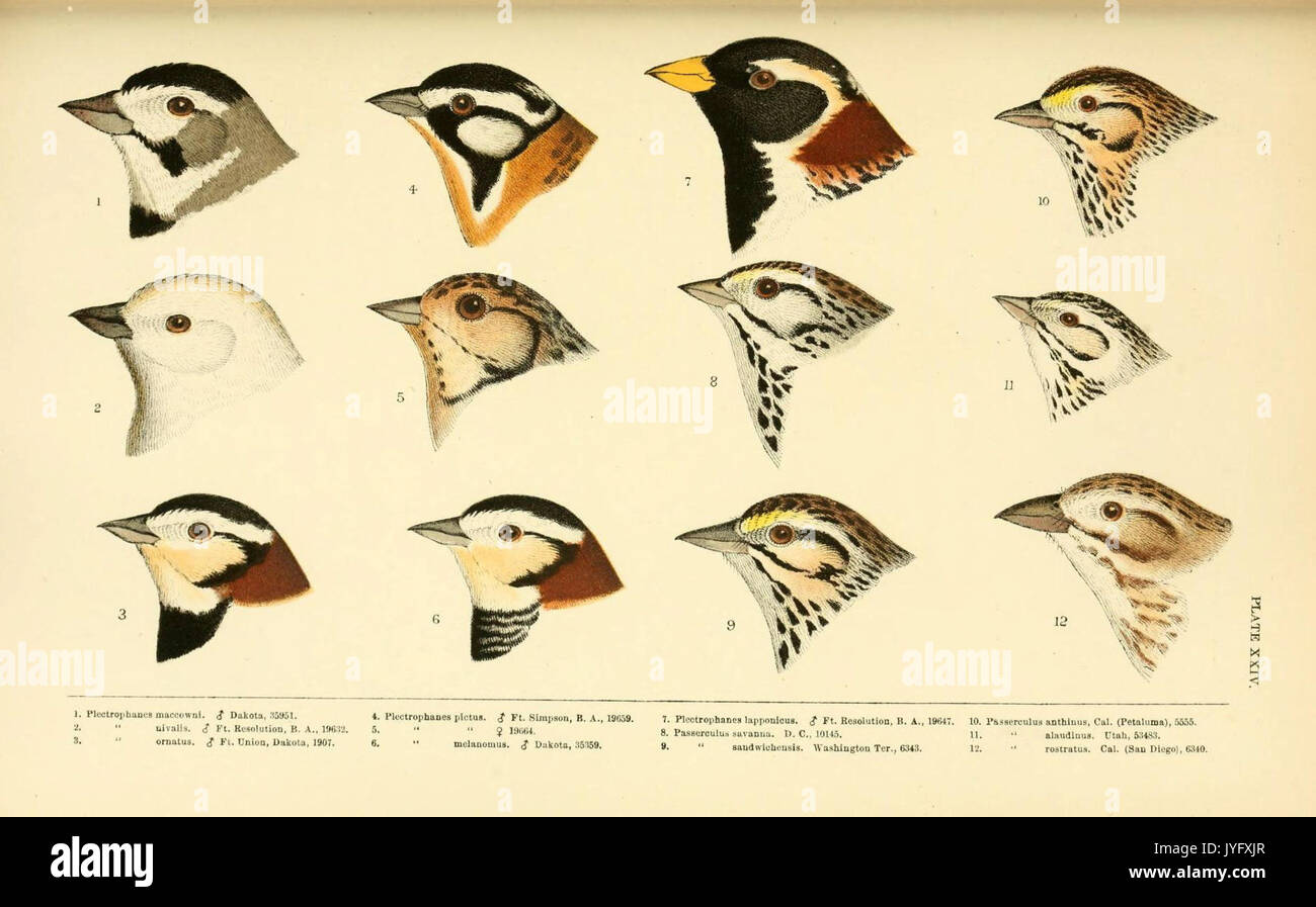 Eine Geschichte der nordamerikanische Vögel (6286763946) Stockfoto