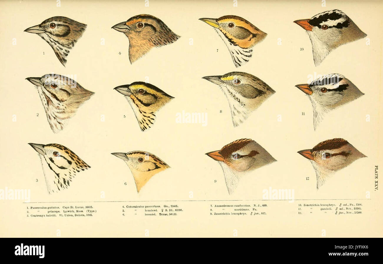 Eine Geschichte der nordamerikanische Vögel (6286764114) Stockfoto
