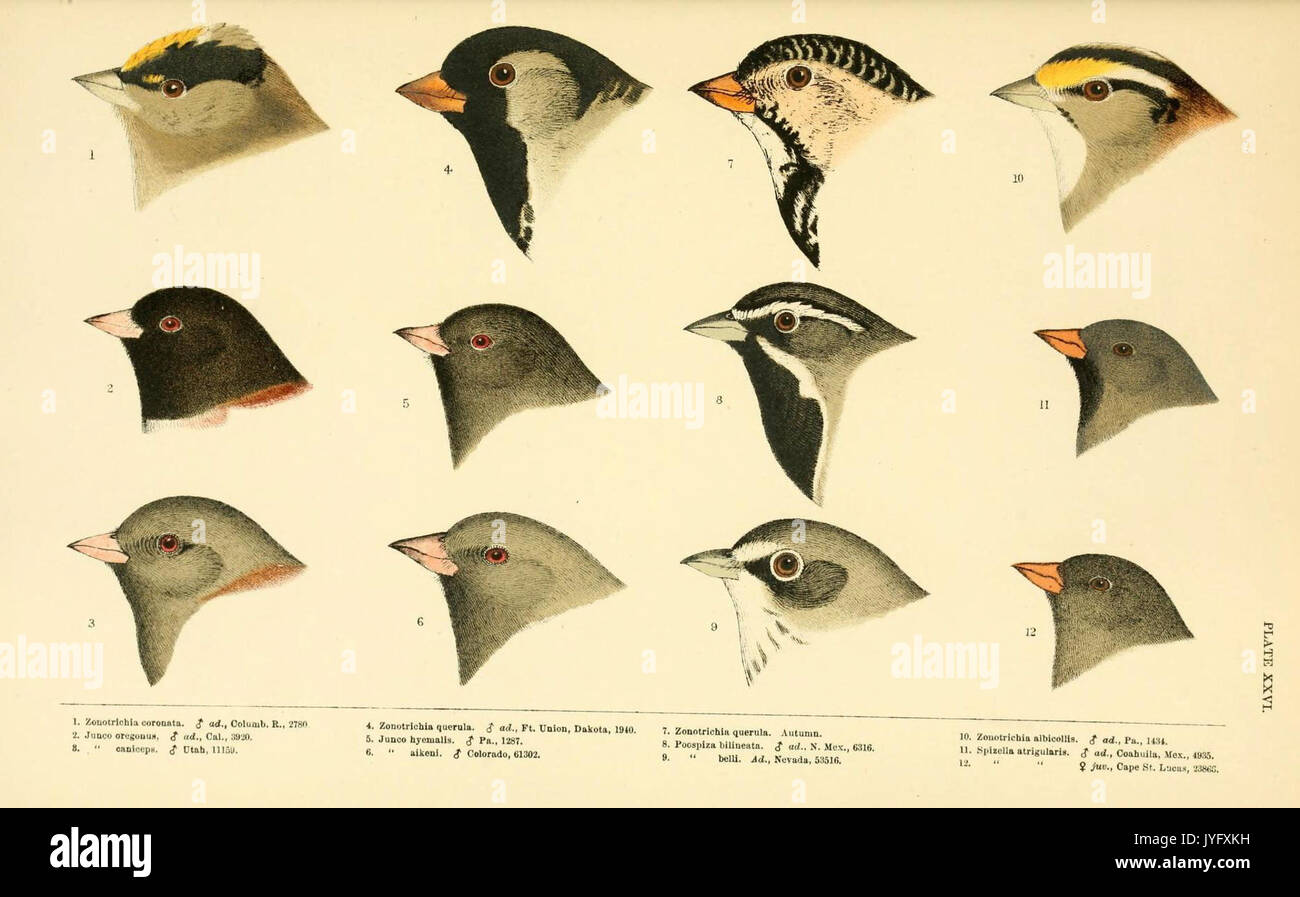Eine Geschichte der nordamerikanische Vögel (6286245113) Stockfoto