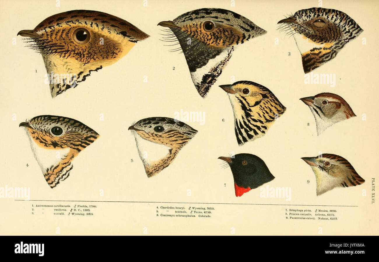 Eine Geschichte der nordamerikanische Vögel (Platte XLVI) (8166931934) Stockfoto