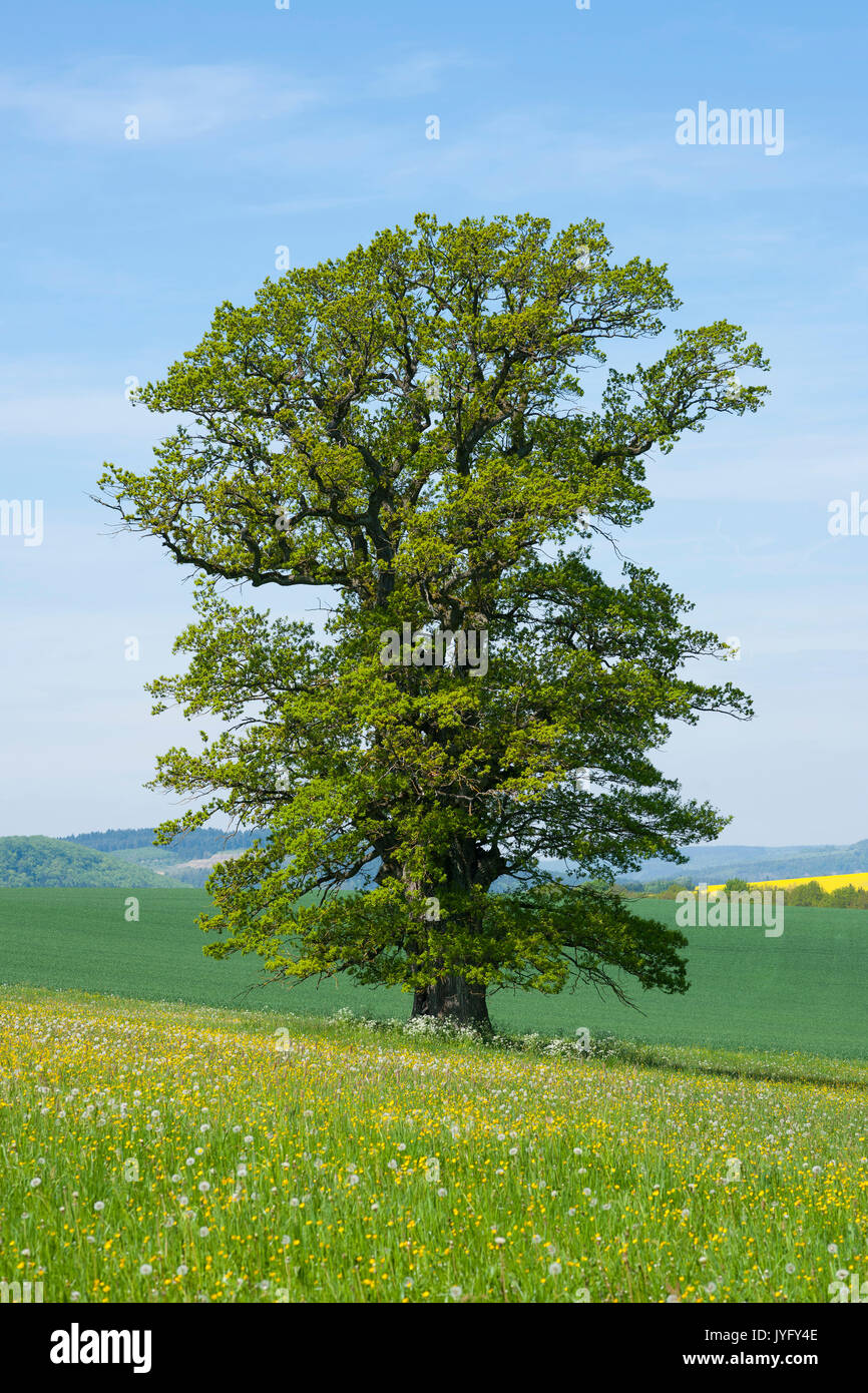Alte englische Eiche (Quercus robur), einsamer Baum, Thüringen, Deutschland Stockfoto