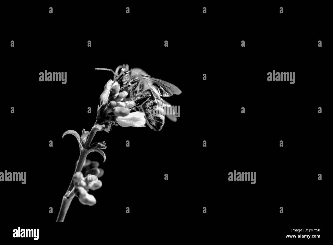 Bewusstsein für den Tod von Honigbienen aufgrund von Problemen mit dem Klimawandel. Das Insekt sitzt und sammelt sich auf einer Blüte auf der linken Seite des Bildes. Stockfoto